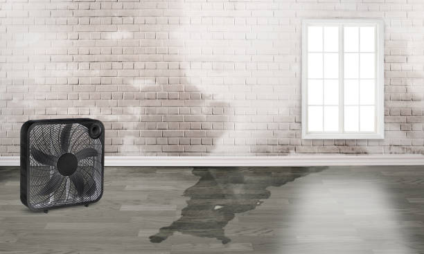 Best Basement water damage restoration  in Deming, NM